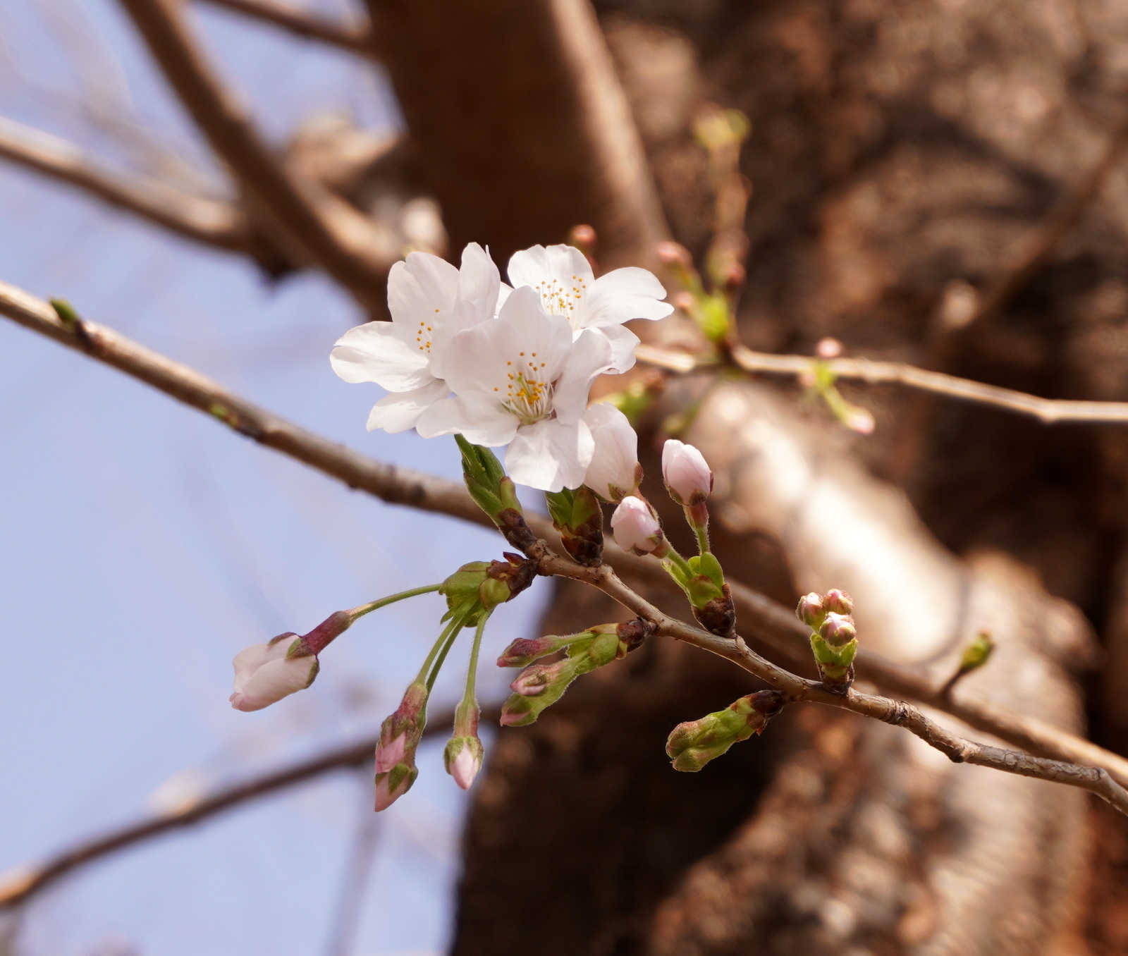 SAKURA